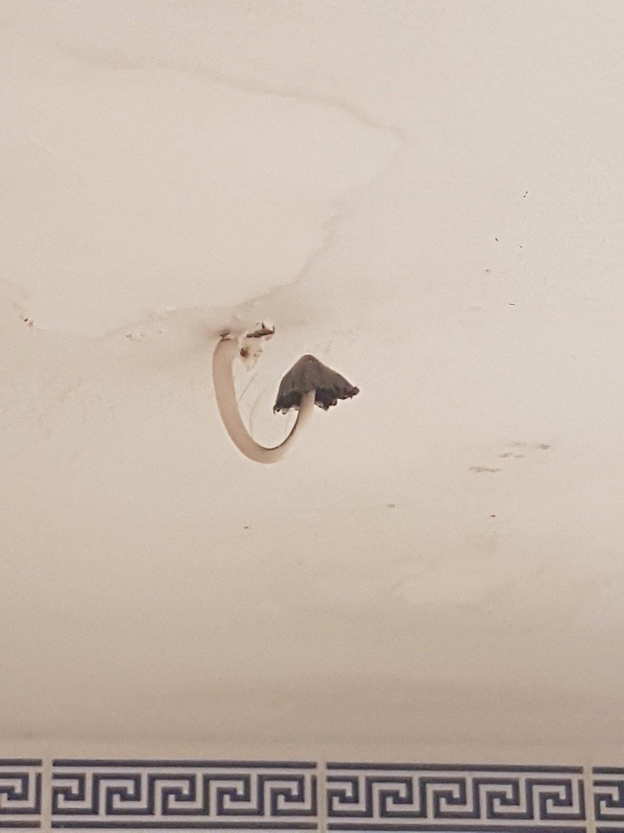 nostrevalencia's tweet photo. Resumen de mis vacaciones: 
Esto es lo que te encuentras en el cuarto de baño de un apartamento en el hotel @onahotels en #OnaCalaPi . A casi 300€ la noche. RT si piensas que los usan para la tortilla del desayuno. Vergonzoso y asqueroso el trato recibido. https://t.co/ALhaelwOrv
