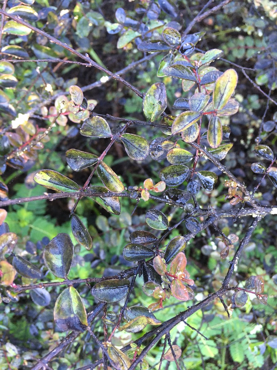 julibean71's tweet photo. Aphids, sooty mold, and lichens indicating long term poor growth - sometimes it’s best to remove ailing shrubs instead of treating #UFBugs #FloridaFriendlyLandscaping #wrongplant https://t.co/sTszdYXXzc