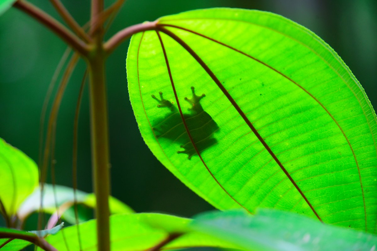 MyFrogCroaked's tweet photo. “Though we travel the world over to find the beautiful, we must carry it with us, or we find it not.” – Ralph Waldo Emerson #MondayMotivation #sciart #nature https://t.co/3UcmKo8aHX