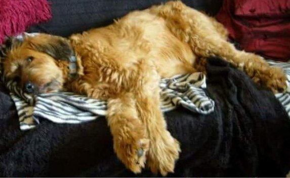 #FindFlorence tweet media