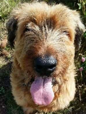 #FindFlorence tweet media