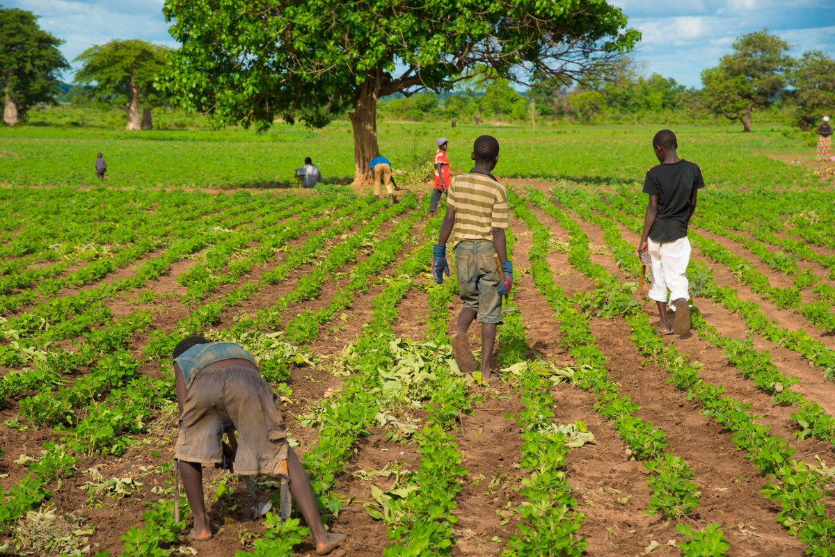 stateofmic's tweet photo. The workflow ended with The Voices of the Youth on their activities across the #Gambia (VOY)  is a solutions based initiative developed by the Social Change Factory.Its focus is on researching, promoting and implementing appropriate and sustainable community solutions in #africa https://t.co/3o2PRNqXg0