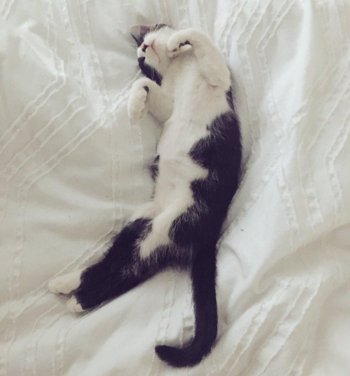 AlpineMelody's tweet photo. This will be me... all day. 14 Days:  till the last year of my Bachelors degree starts. #MondayMorning #senioritis #toddthecat https://t.co/SdOIRCEzlv