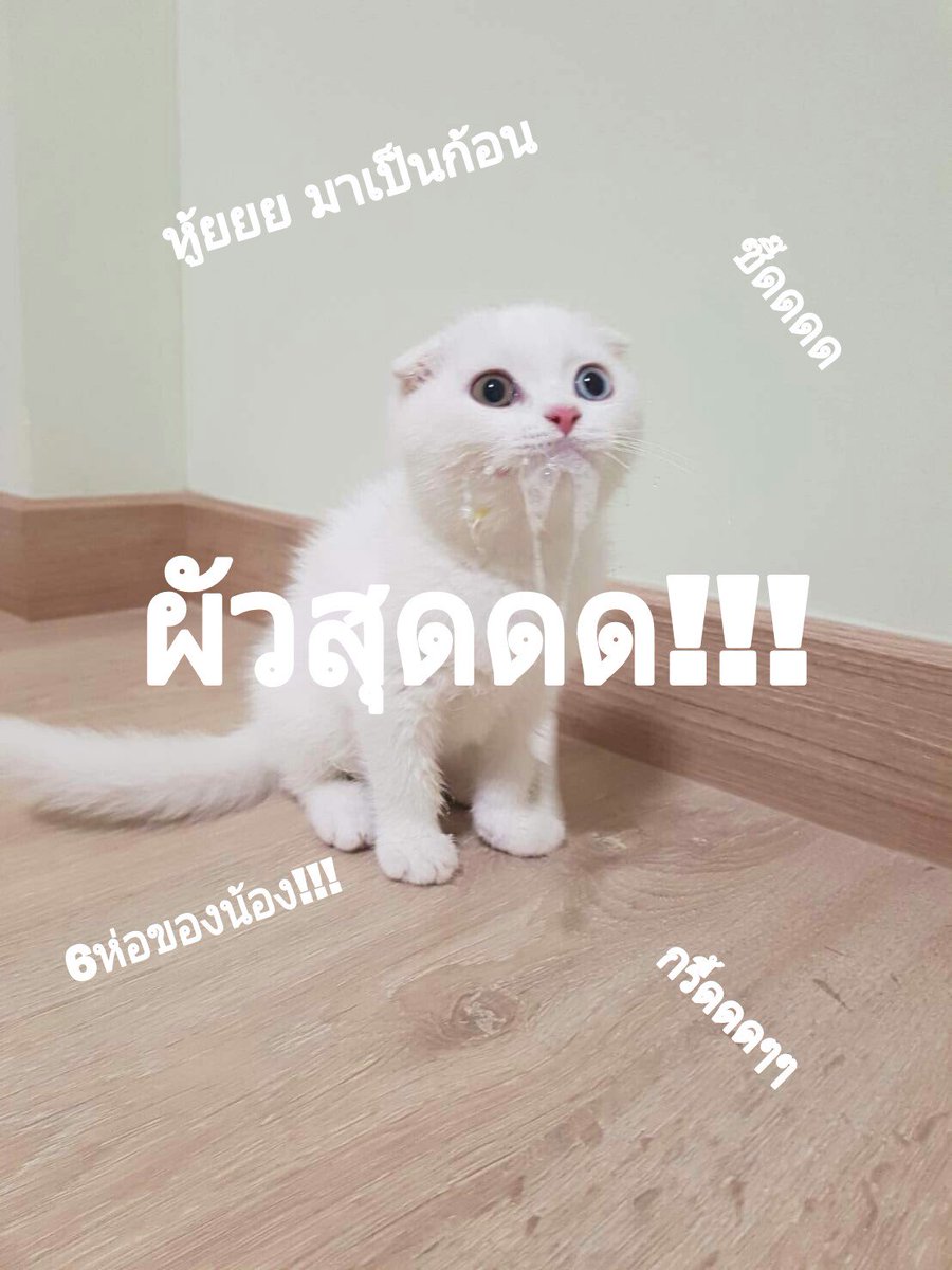 เบอร์บอส บูชาแมวอ้วน tweet media