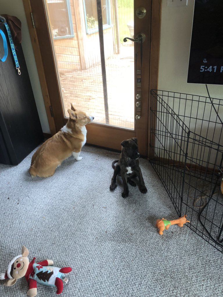 gummby's tweet photo. Growth update! May 5th compared to today. #DogenBrick #SamusShepard #KiteMcCloud #Growingpitbullmix https://t.co/pgGgjQyOPG