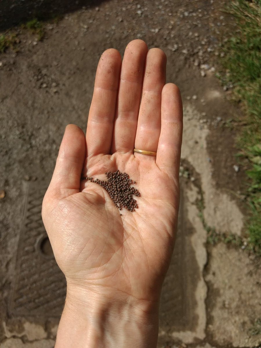 SchoolFarmCSA's tweet image. Spent the last couple of weeks sowing green manures to increase our #soilfertility. Getting geeky with seed mixes! Read all about it in our latest blog post
schoolfarmcsa.org.uk/1114-2/
