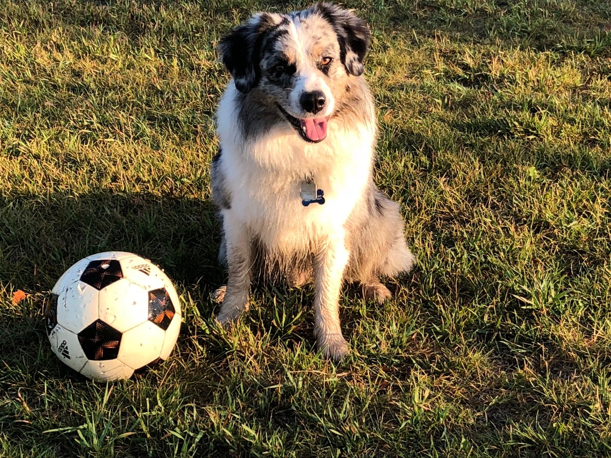 DaveOlecko's tweet photo. Kick the ball!  Kipton takes a break waiting for someone to launch this beat-up soccer ball at @RiverParkDogs in @yyc . Early morning light casts a warm hue on a beautiful holiday Monday. @yycdogs  @DoggosOfYyc  @CalgaryDogParks https://t.co/ZVl9u02agj