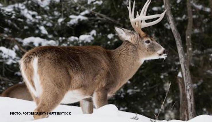 Realtree's tweet photo. States That Still Don't Allow Crossbows During Whitetail Archery Seasons https://t.co/2MBmLlWt66 What are your thoughts on the use of crossbows? #Realtree #hunting https://t.co/UjqxQ0fSkt