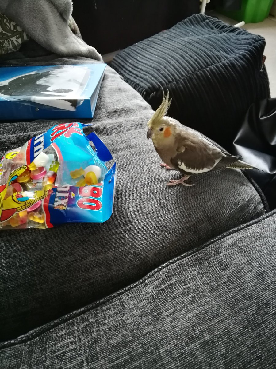 _chlowe_'s tweet photo. Back to writing today after a two week break! Albeit with massive writer's block for two hours! Also, someone was stealing my snacks!

#writing #amwriting #author #writerslife #Indieauthor #book4 #thriller #fiction #kindle https://t.co/Q4YJQl9RHL