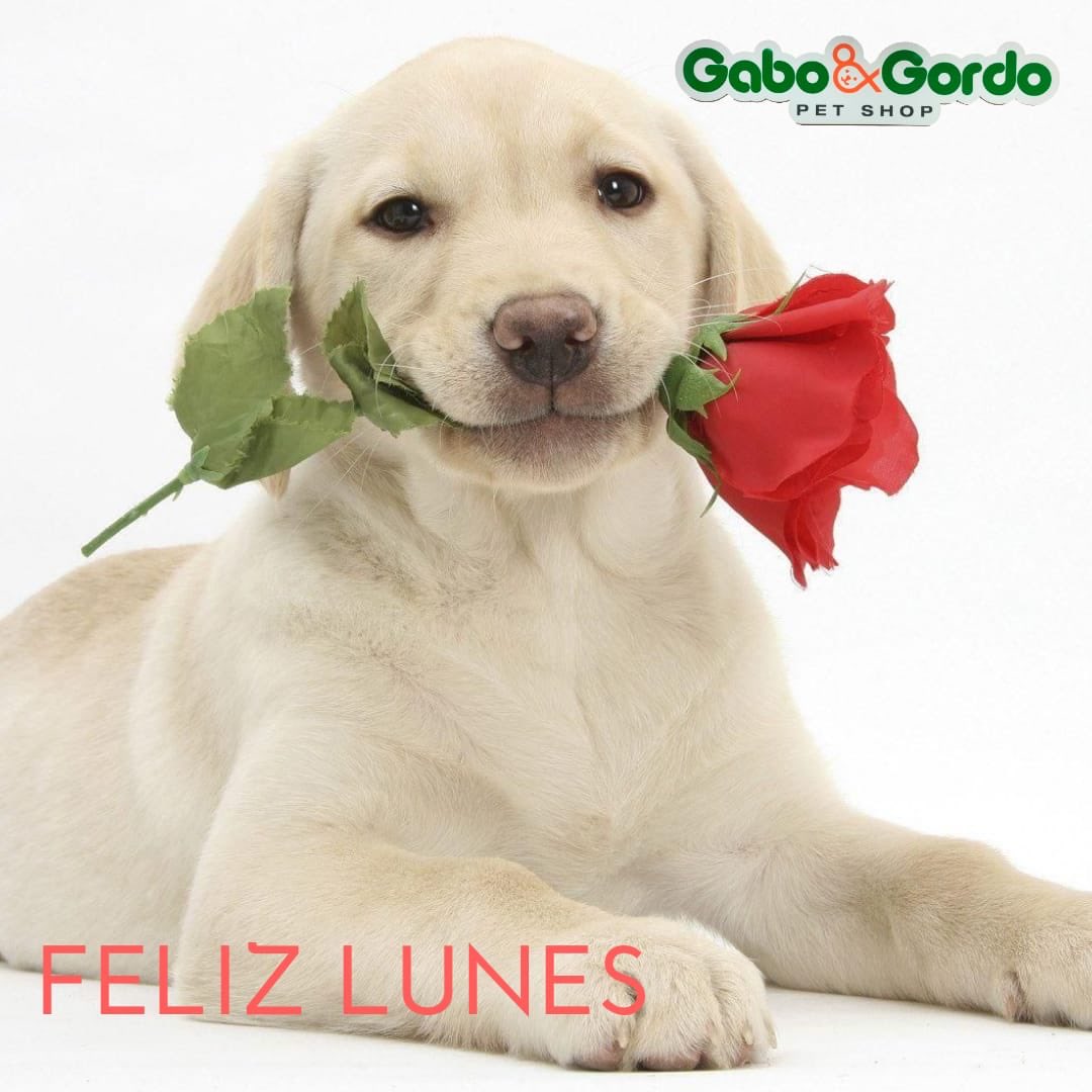 Síguenos en #instagram@gaboygordo18 que tengan una feliz semana #dogsfriendly #amigosperrunos #GranCanaria #LasPalmas #petshop #amorde4patas #amorperruno