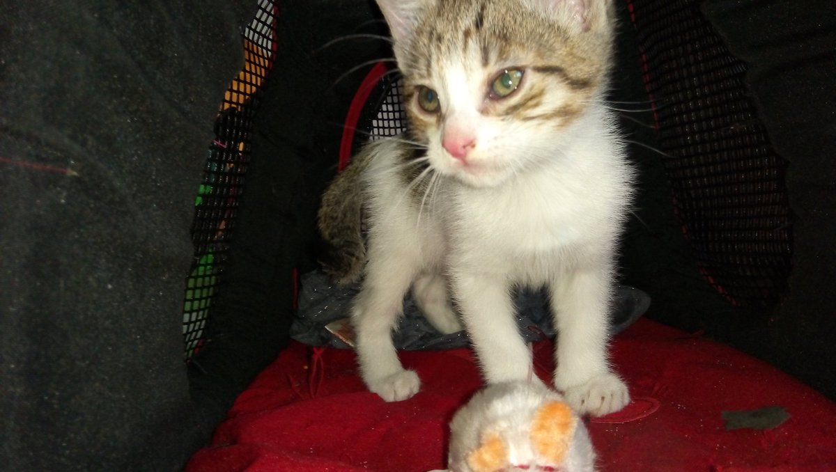 ROBERTOMJ2's tweet photo. @adopta1gato Interesados en 2 gatitas, se encontraron en la calle, abandonados bajo la lluvia, aprox. 1 mes de edad, URGE !!!!!! ( traen transportadora) https://t.co/QOSXOyDBla
