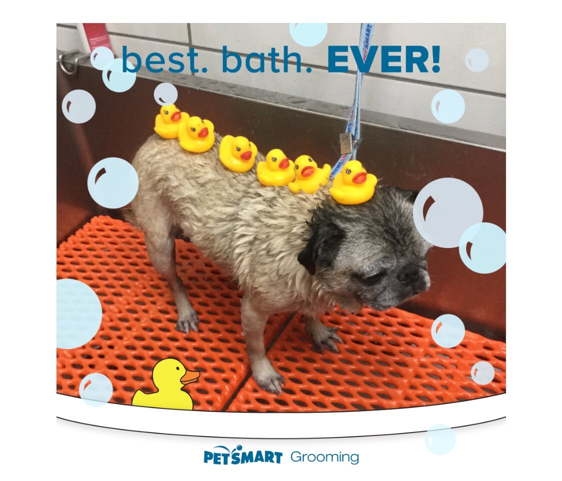 Brickyard Petsmart tweet media