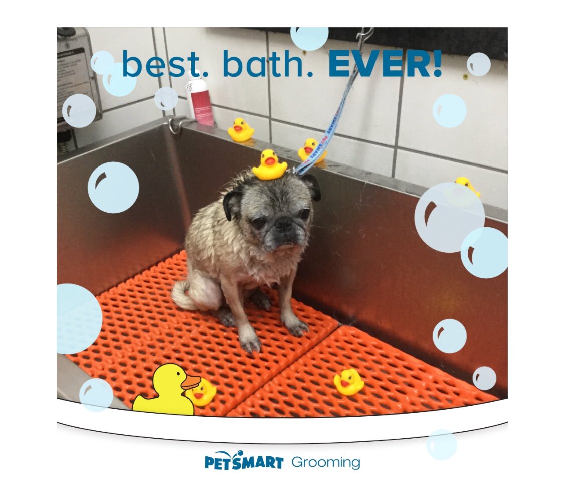 Brickyard Petsmart tweet media