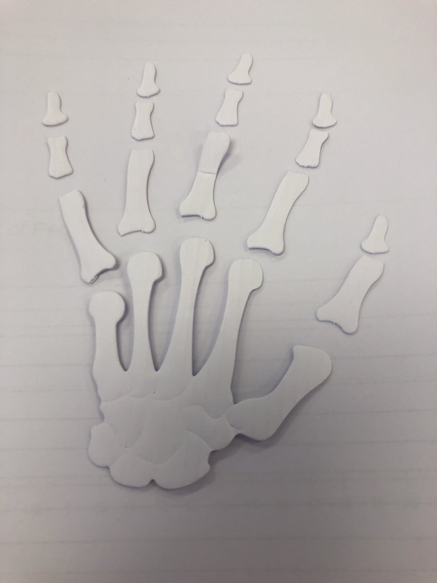 Emmeyer88's tweet image. Learning about bones at @PLTWorg training with #DCSDpln
