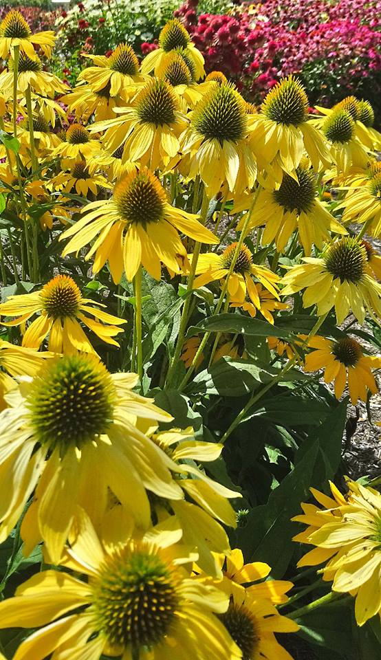 It's a sweet shop of choice with the third year of our Echinacea (coneflower) trial on the Trials Field. There are oranges, pale and dark pinks, yellows, whites and a selection of reds. Tall ones that dance in the breeze and shorter ones that stand firm.