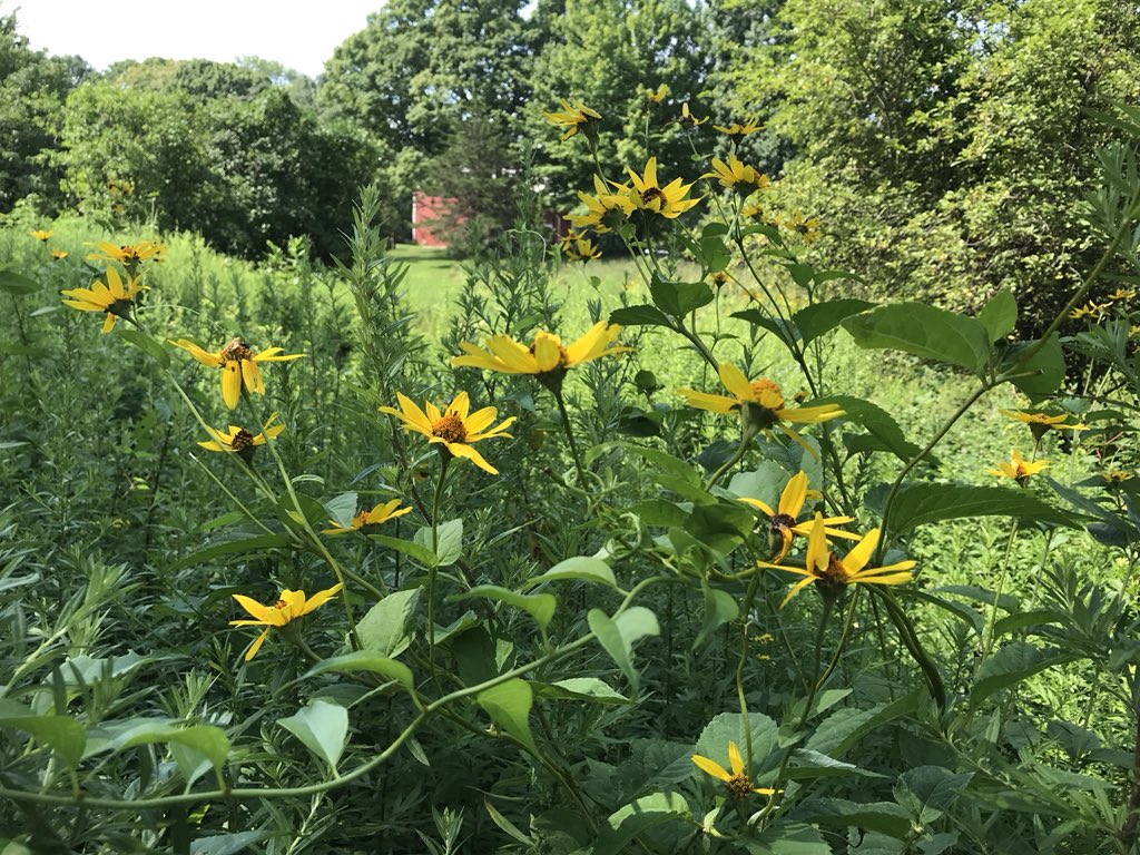 BRCrandall's tweet photo. A @CWPFairfield @writingproject and @WeirFarmNPS tradition that grows bigger and better every year. Love having the art and nature retreat so close to @FairfieldU and to be inspired by @richnovack #ReadingLandscapes #WritingNature https://t.co/A6HH5fC6JP