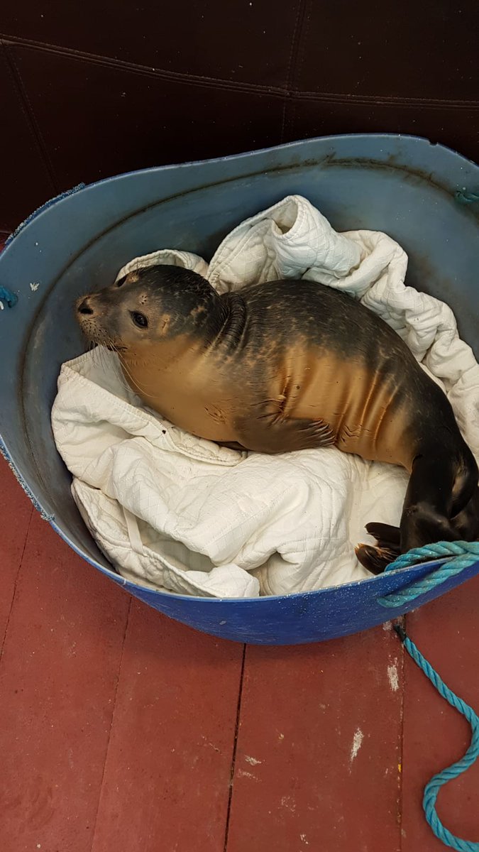 GroupFletcher's tweet photo. This seal pup was rescued by the FS Braemar on Saturday after he was found exhausted beside the vessel in Great Yarmouth. Thankfully after the crew managed to get him on board, he was picked up by the local Seal Rescue team and taken to a nearby sanctuary. https://t.co/k9oYlEoPur