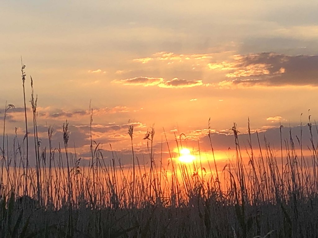 tweettastebuds's tweet image. Last nights #foraging in North Norfolk with @season_chef preparing for tomorrow’s competition cook off #foraging #seavegetables