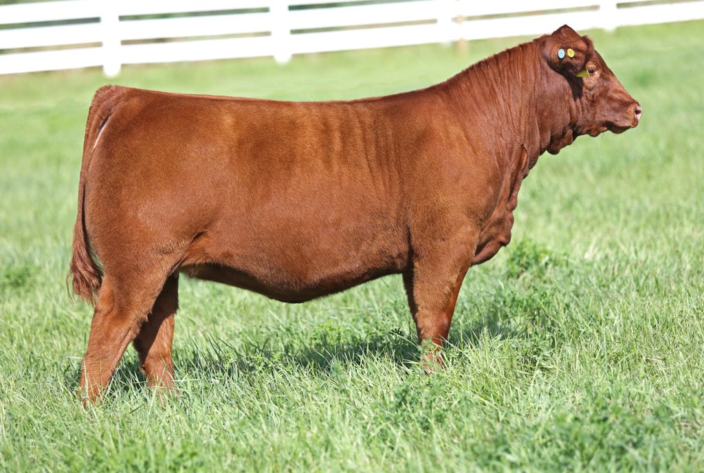 4 days until the Cobra Event in Olds, Ab. This Captain Scream daughter sells! Lot 32. Friday @ 7:00pm. Sale will be broadcast online DVauction.com