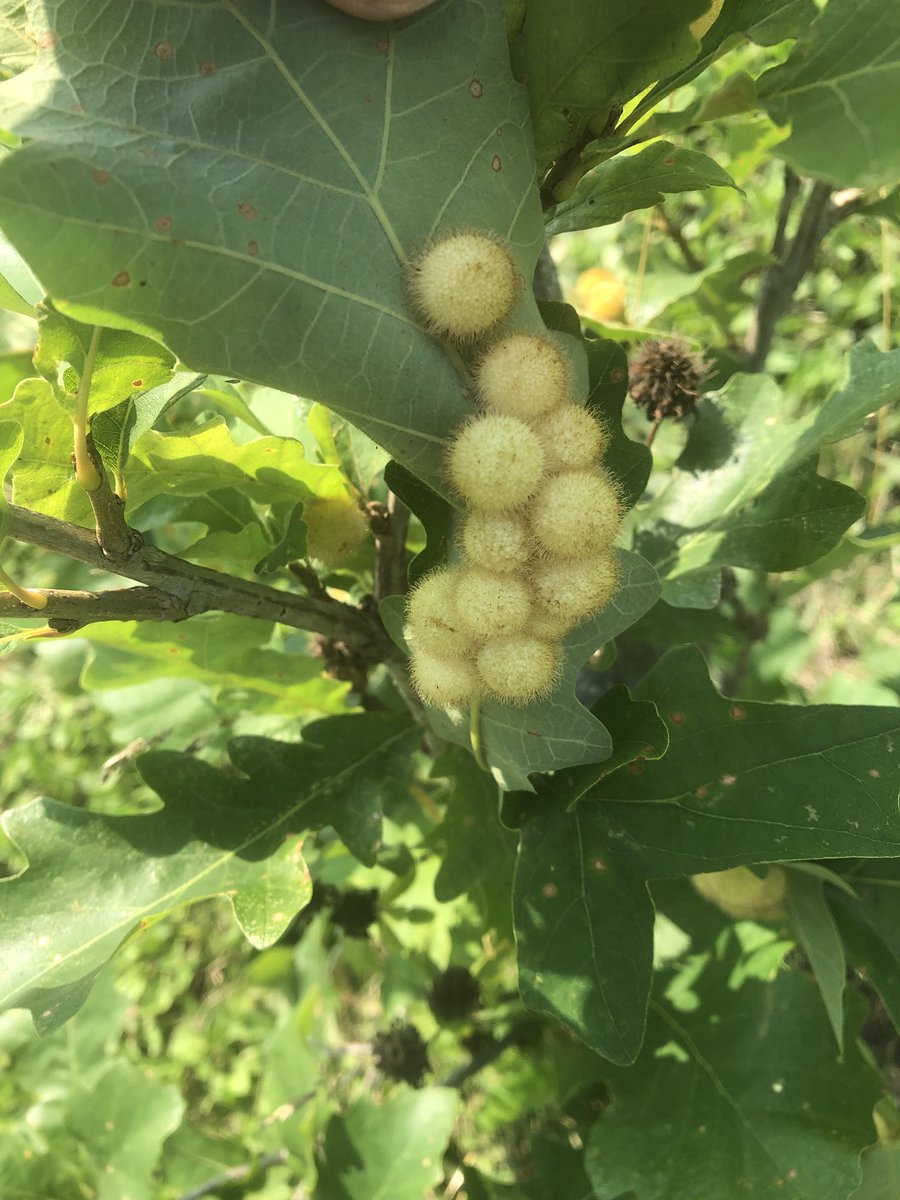 Arborist in Ottawa (OttawaTreeCare) Twitter