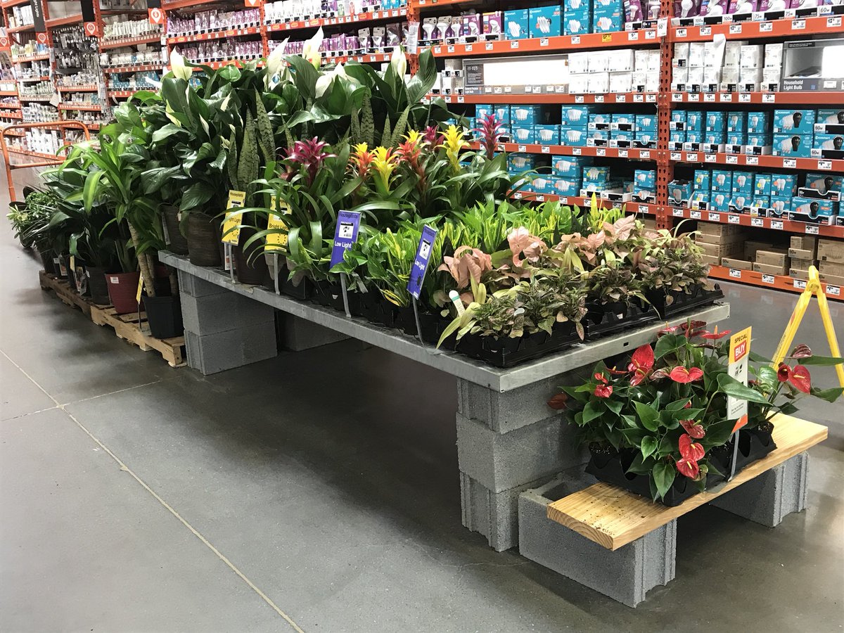 vwiAsheville's tweet photo. Tropicals and #houseplants are here to provide fresh air and a fresh look to your home. #HD702 #HomeDepot #KingsportTN @VWIGreenhouse @Jaydeckard @jaybisping @BryanhunterHall @MichaelGPena @CindieTipton1 https://t.co/SNLtzwbrHT