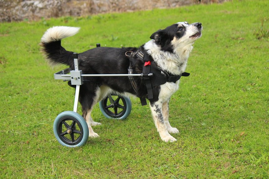 colliefullife's tweet photo. Really getting the hang of this wheelchair and I can still OooOooOooooo! - Fly
#youdogmoreyears @CAMarthritis #dogarthritis #arthriticdog #dogwheels #dogwheelchair #wheeldog #bordercollie #bordercolliefc #dogsoftwitter https://t.co/eC6WdaKPq5
