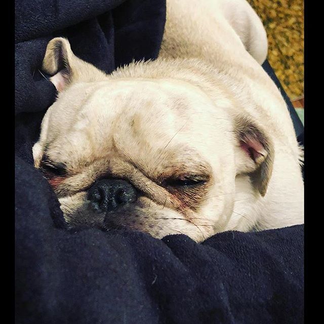 TDBDALLAS's tweet photo. Monday mood brought to you by @gracespugfrankie 😴  #allnaturaldogtreats #threedogbakery #threedogbakerydallas #unleashthelove #westvillagedallas #uptowndallas #dallasdogs #dallasdogsofinstagram #welovedogs #dogbakery https://t.co/eTseTKMdip https://t.co/cSi00xp5bA