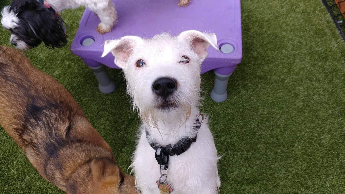 goodwinterriers's tweet photo. @marqjer a very happy birthday to Milwaukee Cali! https://t.co/tLMTm6IBAN