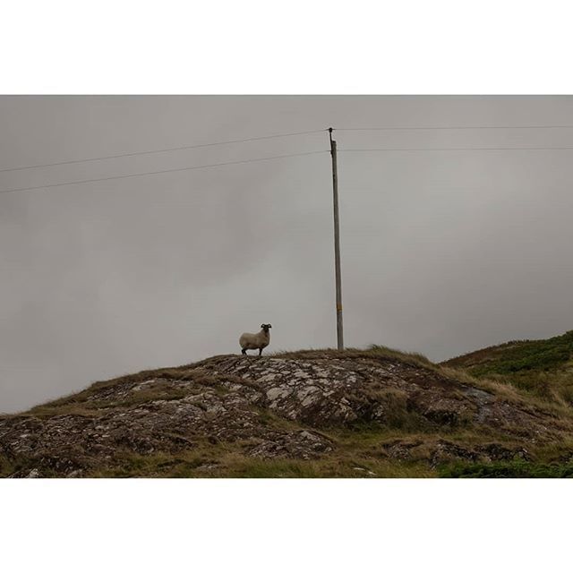 Sheep standing sentry

County Galway, Ireland

#tea_journals #repostmyfujifilm #oftheafternoon #fujifeed #personalwork #everydayireland #icu_ireland #eyesoneire #x100t #sheepstagram #Galway #iloveireland #standingsentry #sentry #securitydetail ift.tt/2LVj5nL