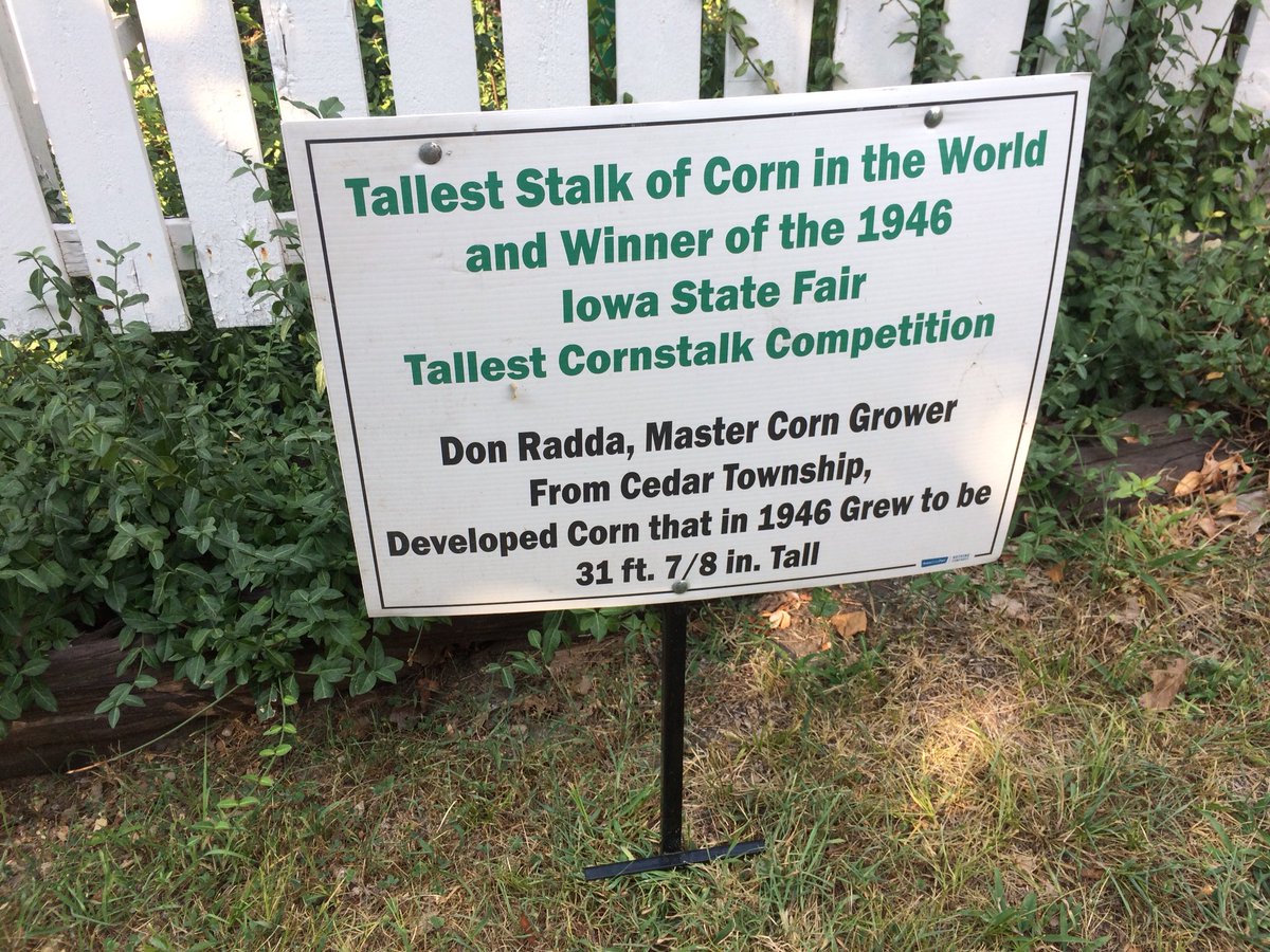 RKZelle's tweet photo. So when I grow my tall corn to this size I think I will need a different mode of transportation!  Don’t forget to bring entry Wednesday before noon to Pioneer Hall https://t.co/RdNTdtJDJt