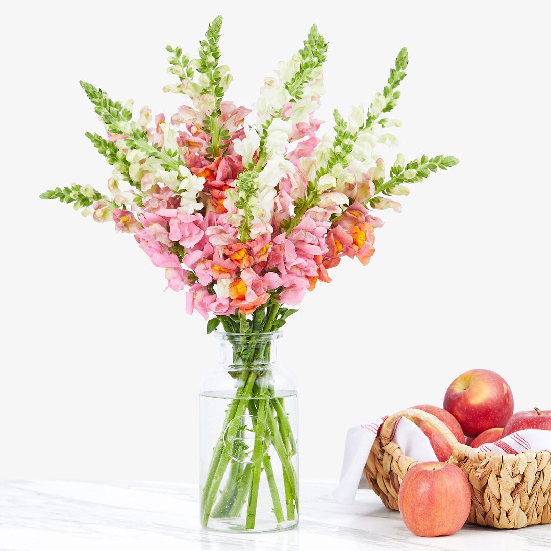 Ohhhh, snap(dragons)! The Phoenix is back &amp; fresher than ever 🐉 🌸