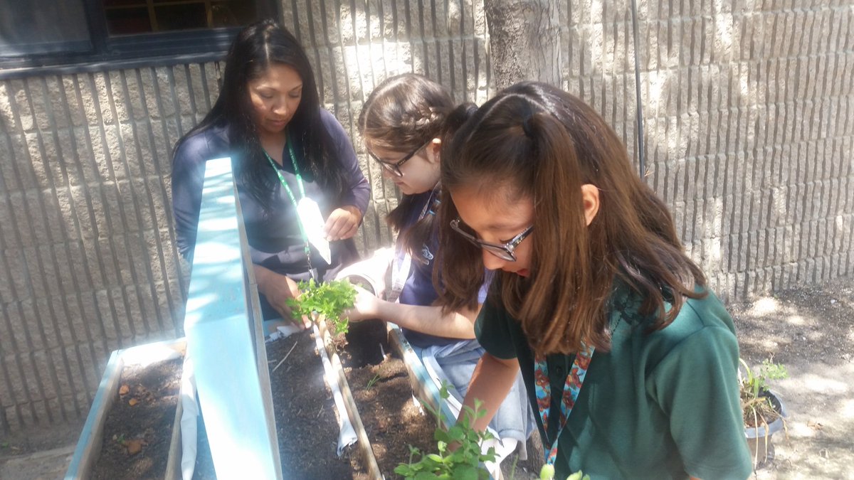 AvalosLibrarian's tweet photo. #LibraryintheSun is the perfect place to plant an herb garden. Our tiny seedling has sprouted! #StallionsLeadtheWay #SISD_READS https://t.co/oOowV04v4H