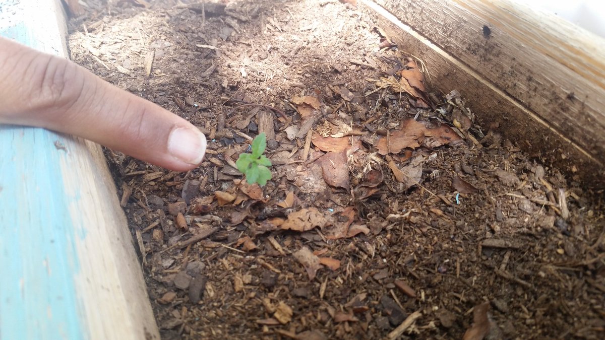 AvalosLibrarian's tweet photo. #LibraryintheSun is the perfect place to plant an herb garden. Our tiny seedling has sprouted! #StallionsLeadtheWay #SISD_READS https://t.co/oOowV04v4H