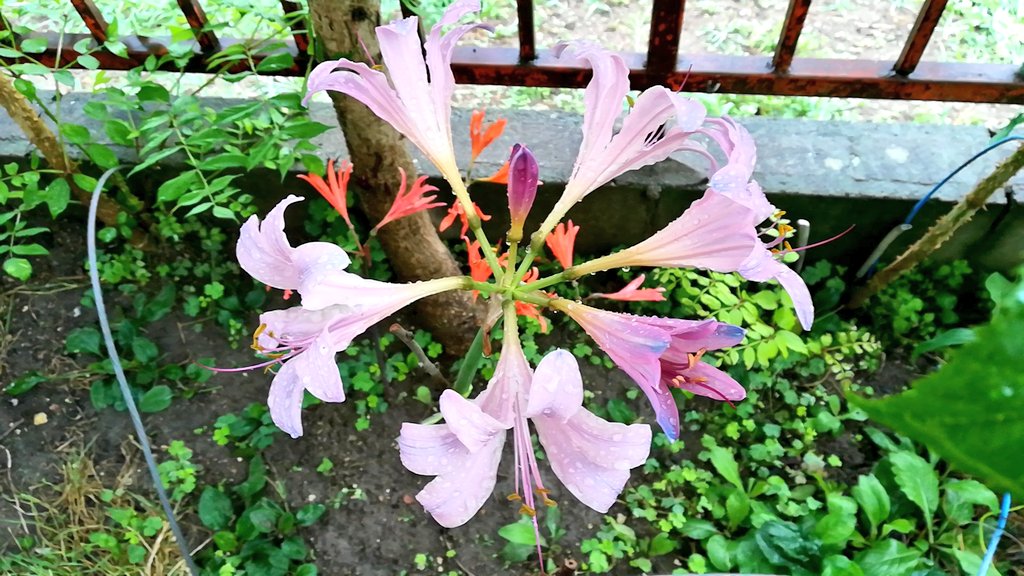 リコリスの仲間 Twitter Search Twitter