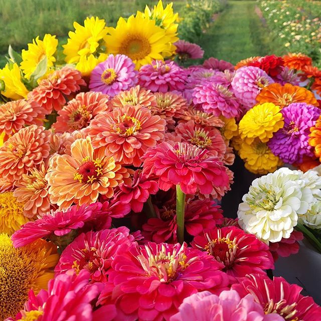 Happiness is a trailer full of Zinnias! .
.
.
#gratitude #flowerfarm #flowersofinstagram #zinnia #canadiangrownflowers ift.tt/2Kxbvdm