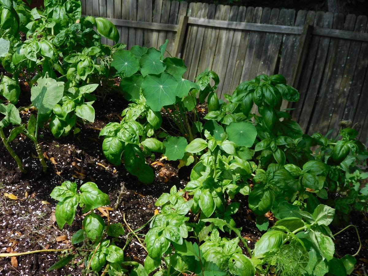Volunteer greens and basil #greens #basil #sustainable