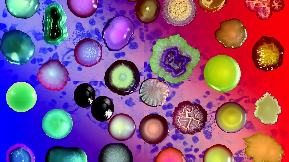 What happens to our gut flora microbiome when we’re on plant-based versus animal-based diets? bit.ly/2JHTwkd