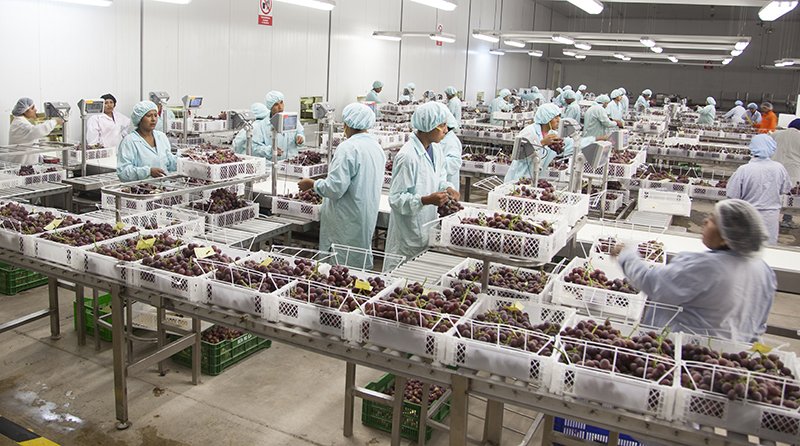 AGAP_PERU's tweet image. Perú exportaría entre 43 millones y 45 millones de cajas de uva de mesa en la campaña 2018/2019, según indicó Carlos Zamorano, gerente general de la Asociación de Productores de Uva de Mesa del Perú - #PROVID. Puedes leer la nota completa aquí: goo.gl/212jb7