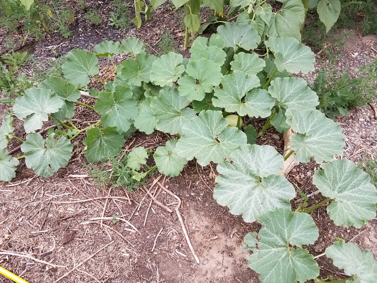 AllThingsFTW's tweet photo. Blue Ballet, hubbard type squash is in growth mode right now. Winning summer! #blueballet #hubbard #squash https://t.co/WyPtY57iDW