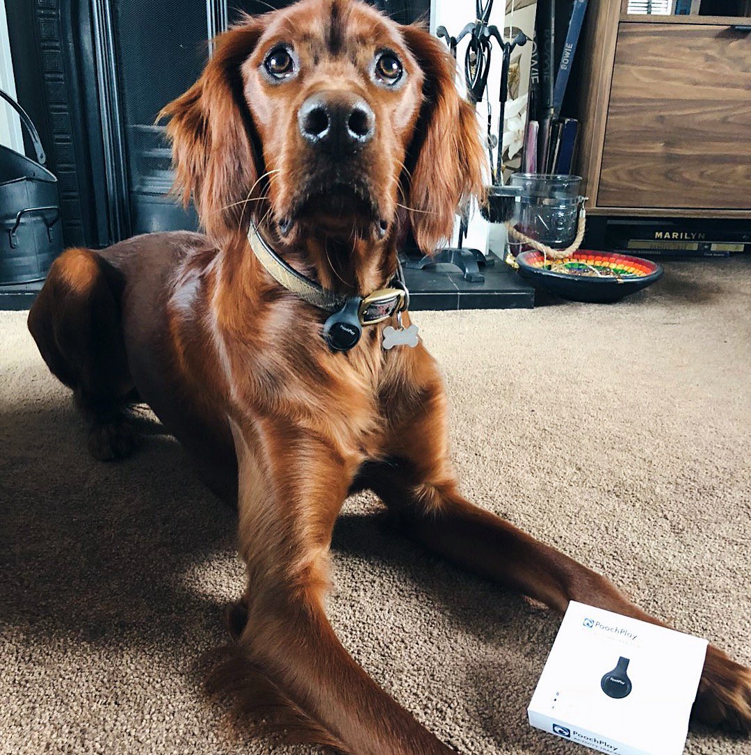 JustPoochPlay's tweet image. When your PoochPlay tracker arrives and you can&apos;t wait to test it out.  (📷: rudytheirishsetter on Instagram) #irishsetter #dogtech