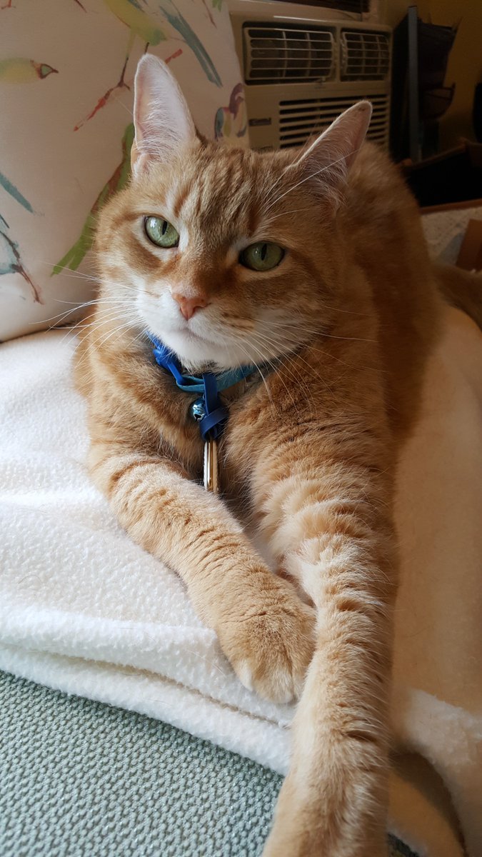 {HLS} announces the newest addition to our law office staff, Zoe Hude. Zoe is thrilled to join the {HLS} team as #PawClerk, and looks forward to greeting clients and monitoring Capitol Ave. activities from her favorite window perch. #LawCat