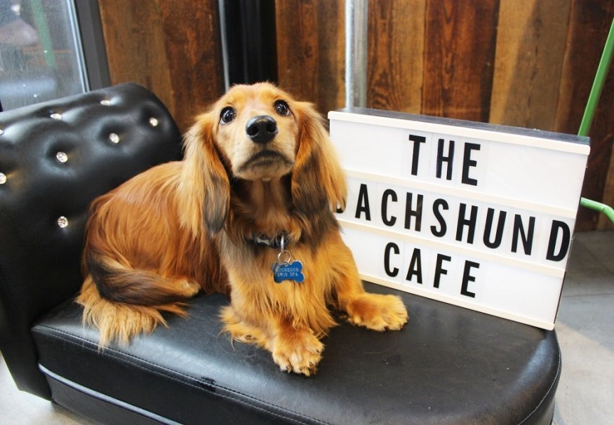 salckd's tweet photo. If you love our canine friends 🐶💙as much as we do then you've got to check out this! On 19 August, The Happenstance @thehappbarps transforms into The Dachshund Cafe 🐾Humans also allowed! via| Londonist https://t.co/ZRr3BbOND1 https://t.co/Iujfn1XdqT