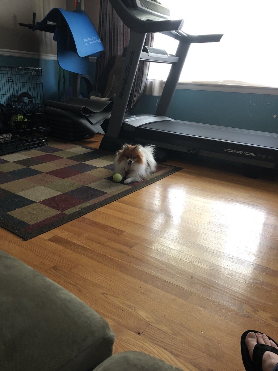 EffectivelyWell's tweet photo. My Sophie is such a Happy Girl!!!
#pomlove #pomeranian #furmom #puppylove #furbabymom #love #happyhome #goodtimes #happylife #family #familylife #enjoylife #playtime https://t.co/KKvOV21aS5