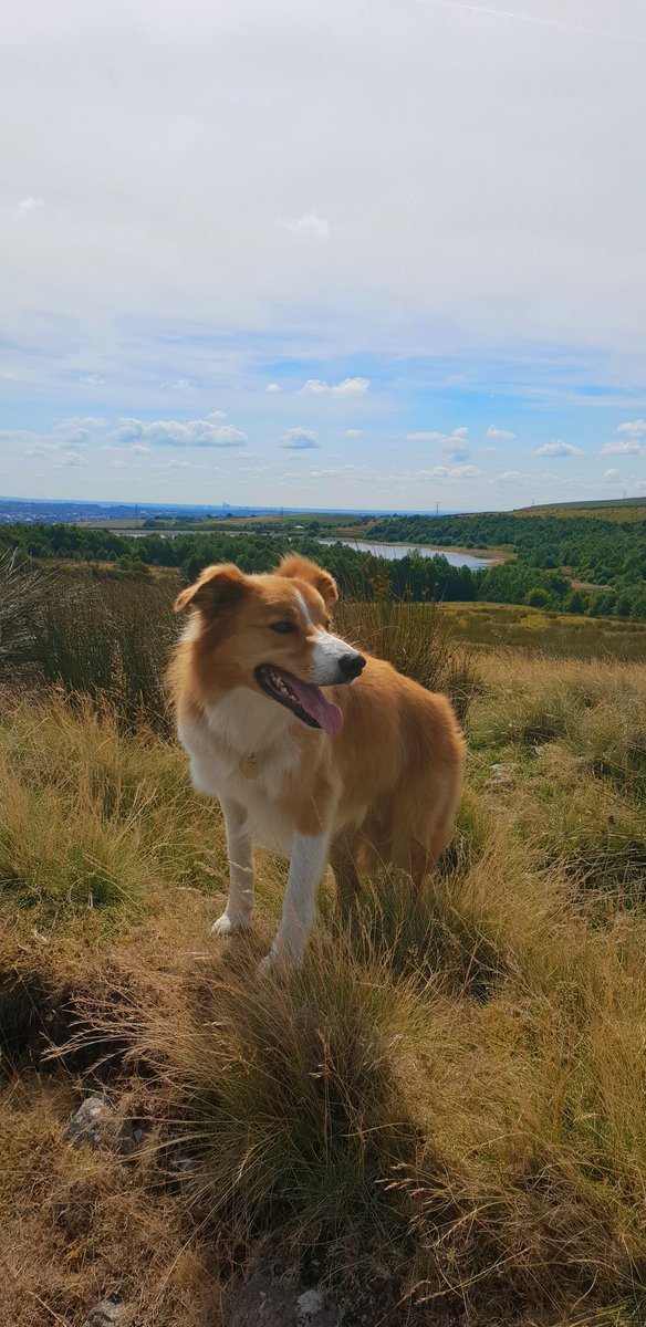jacquihill18's tweet photo. Charlie having fun up on the Pennines,  
#welshsheepdog #collie #dogsoftwitter #pennines #Moors #walking #dogslife https://t.co/ddS1CC87FD