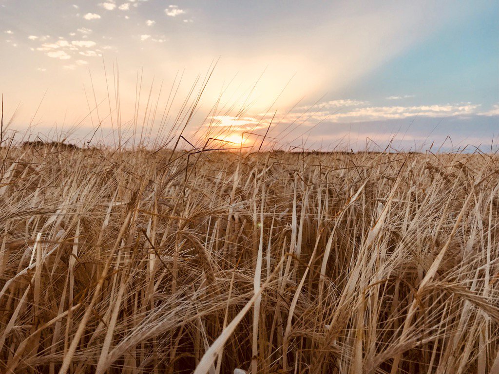 morag pepper (@mogs333) on Twitter photo Lovely evening walk <a href="/StiffkeyCC/">Stiffkey C. C.</a> <a href="/NNorfolkLiving/">North Norfolk Living</a> <a href="/atnorfolk/">All Things Norfolk</a> @Greg_GP_Pepper Lovely evening walk <a href="/StiffkeyCC/">Stiffkey C. C.</a> <a href="/NNorfolkLiving/">North Norfolk Living</a> <a href="/atnorfolk/">All Things Norfolk</a> @Greg_GP_Pepper