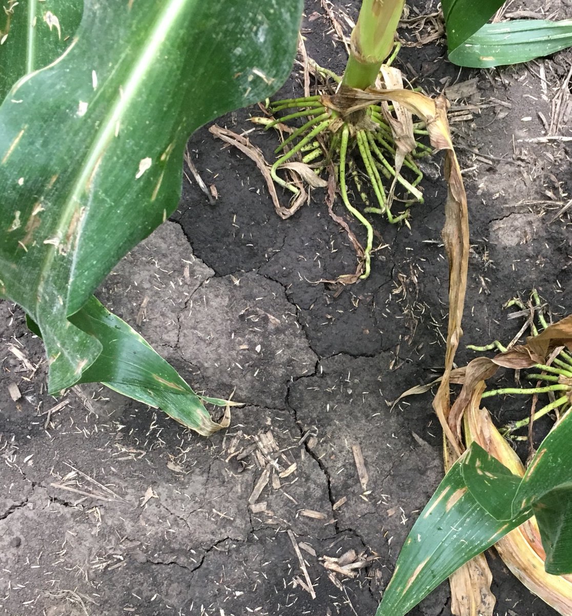 mosiet_michael's tweet photo. At least the corn is making the most of the 3/10” of rain we received this morning. Water efficiency at its finest. #P1366AM #drought2018 #yieldhero https://t.co/aYwy4f9hwe