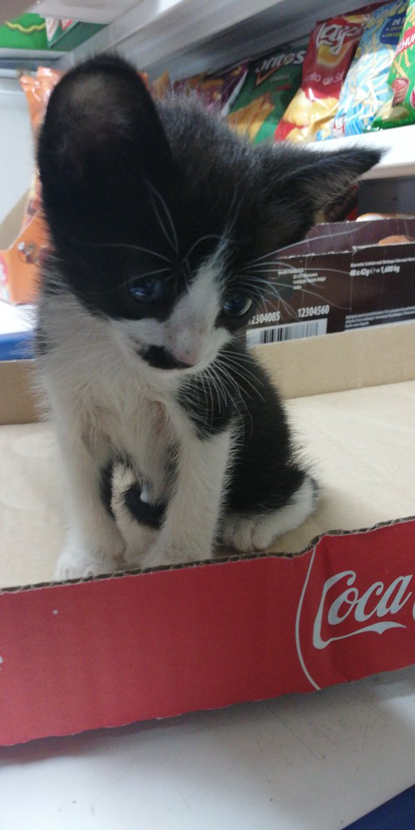 KyoSparda's tweet image. Buenas noches twitter ¿Alguna persona de Málaga esta interesado en tener un gato?