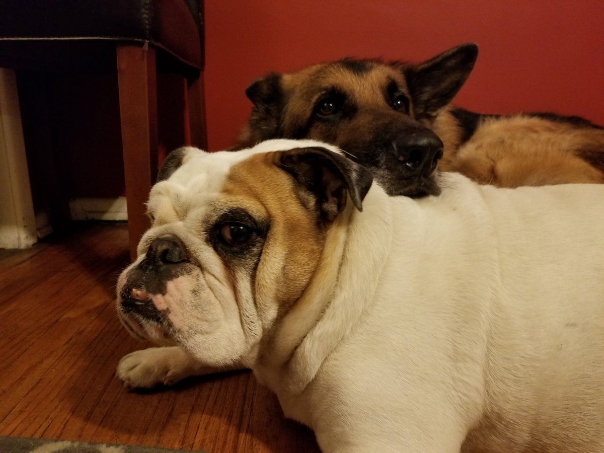 TrevDon's tweet photo. I'd support breeders being hit with a hefty fine if they breed Dogs with the DM gene! https://t.co/LDzzxGTNKP