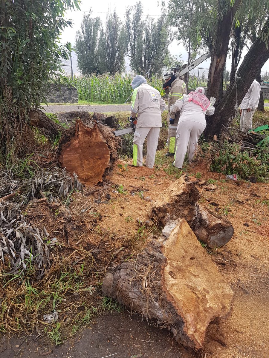 TlahuacRenace's tweet photo. Este Gobierno Delegacional encabezado por @arturomedinap, a través de la @DGDERTLH emplea #AccionesPorTuSeguridad en zona ejidal de San Juan #Ixtayopan. Dicha labor consiste en retirar árboles secos y propensos a caer para el bienestar de las y los agricultores https://t.co/Hkr7O8HdqC