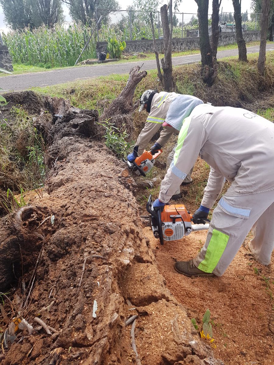 TlahuacRenace's tweet photo. Este Gobierno Delegacional encabezado por @arturomedinap, a través de la @DGDERTLH emplea #AccionesPorTuSeguridad en zona ejidal de San Juan #Ixtayopan. Dicha labor consiste en retirar árboles secos y propensos a caer para el bienestar de las y los agricultores https://t.co/Hkr7O8HdqC